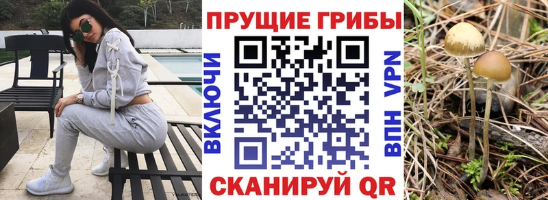 Купить закладки  Порхов  Псилоцибиновые грибы прущие грибы 